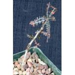 Boswellia asplenifolia 4-inch pots