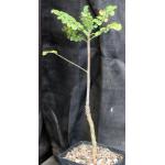 Boswellia carteri one-gallon pots