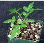 Boswellia dalzielii 4-inch pots