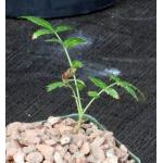 Boswellia dalzielii 4-inch pots