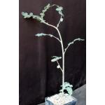Boswellia dioscorides 2-inch pots