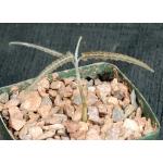 Boswellia elongata 4-inch pots
