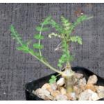 Boswellia neglecta 2-inch pots
