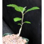 Boswellia papyrifera 4-inch pots