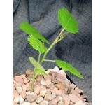 Boswellia papyrifera 5-inch pots