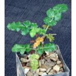 Boswellia sacra 3-inch pots
