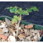 Boswellia sacra 4-inch pots
