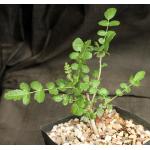 Boswellia sacra 4-inch pots