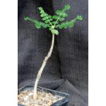Boswellia sacra 5-inch pots