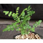 Boswellia sacra one-gallon pots