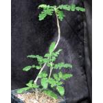 Boswellia sacra one-gallon pots