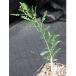 Boswellia sacra x nana 5-inch pots