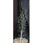Boswellia socotrana 6-inch pots
