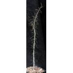 Boswellia socotrana one-gallon pots