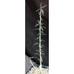 Boswellia socotrana 5-inch pots