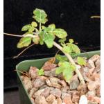 Boswellia sacra 4-inch pots
