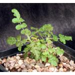 Boswellia sacra one-gallon pots