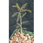 Boswellia asplenifolia 4-inch pots
