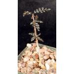 Boswellia asplenifolia 4-inch pots