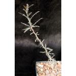 Boswellia asplenifolia 5-inch pots