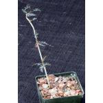 Boswellia asplenifolia 3-inch pots