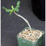 Boswellia carteri 4-inch pots