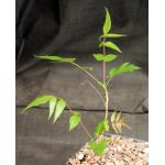 Boswellia dalzielii 5-inch pots
