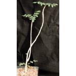 Boswellia dioscorides one-gallon pots