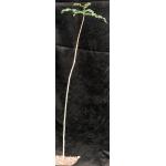 Boswellia dioscorides one-gallon pots