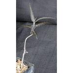 Boswellia elongata 3-inch pots