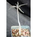 Boswellia elongata 4-inch pots
