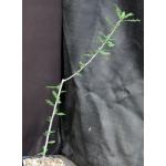 Boswellia neglecta one-gallon pots