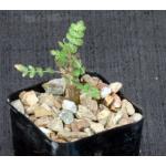 Boswellia neglecta 2-inch pots