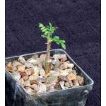 Boswellia neglecta 3-inch pots