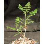 Boswellia sacra 5-inch pots