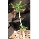 Boswellia sacra 5-inch pots