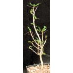Boswellia sacra one-gallon pots