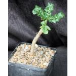 Boswellia sacra 5-inch pots