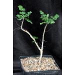 Boswellia sacra one-gallon pots