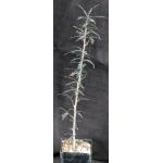 Boswellia socotrana 3-inch pots
