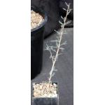 Boswellia socotrana 3-inch pots