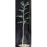Boswellia dioscorides 2-gallon pots