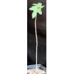 Brachychiton bidwillii 5-inch pots