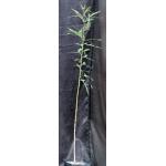 Brachychiton populneum one-gallon pots