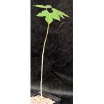 Brachychiton bidwillii one-gallon pots