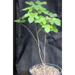 Brachychiton bidwillii 2-gallon pots