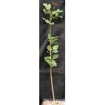 Brachychiton populneum one-gallon pots