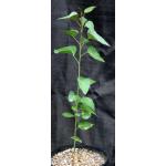 Brachychiton populneum 2-gallon pots