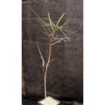 Brachychiton rupestris one-gallon pots