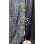 Brachychiton rupestris 2-gallon pots